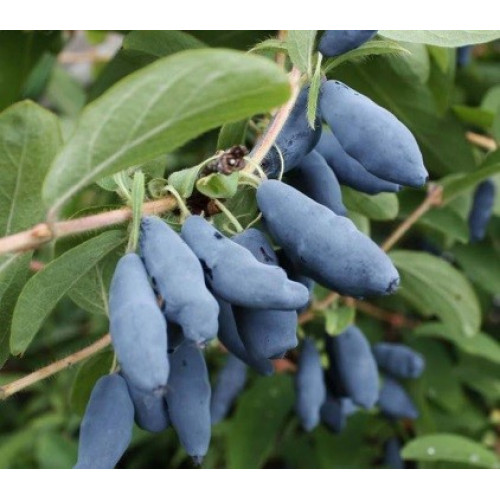 Жимолость Нимфа Жимолость Нимфа