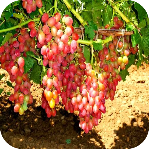 Виноград "Розовая Дымка" 